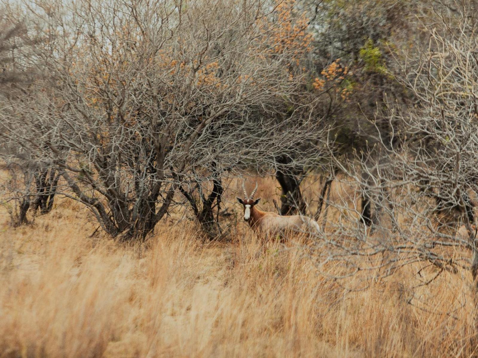 Naledi@53 Private Game Farm 44/50