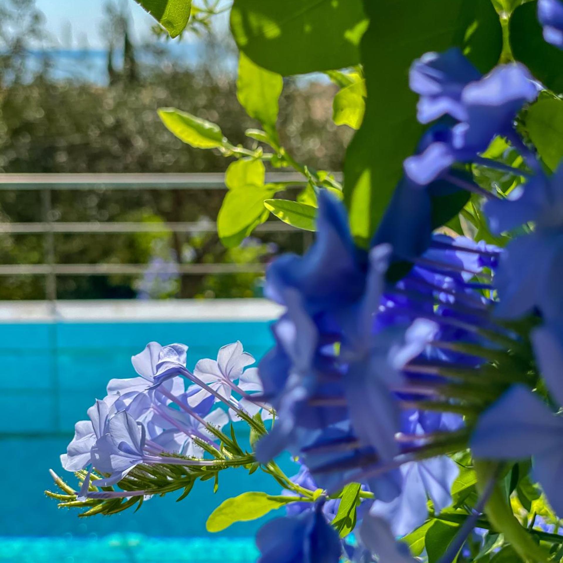 La Riviera Barbati Seaside Apartments & Private Pool Villas 51/55