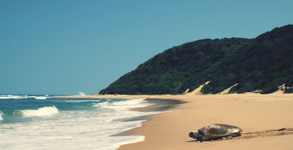 Thonga Beach Lodge 32/50