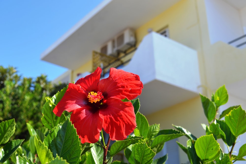 Yiannis Apartments Kos 3/25