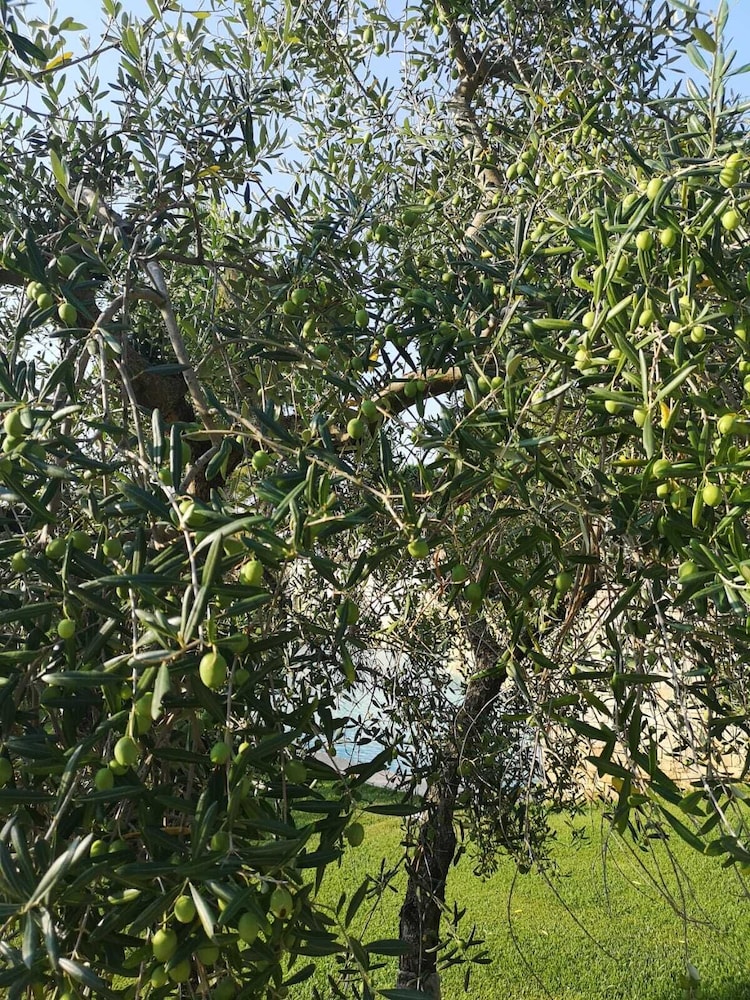 Villa delle Querce Resort 39/50