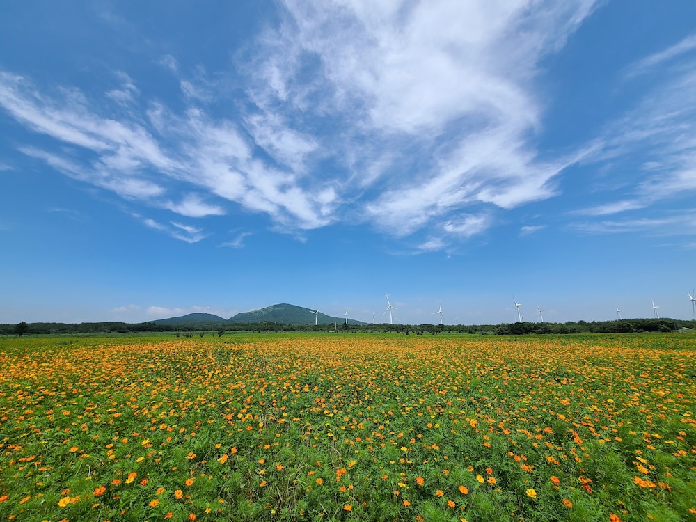 Brassica Flower Pension 20/25