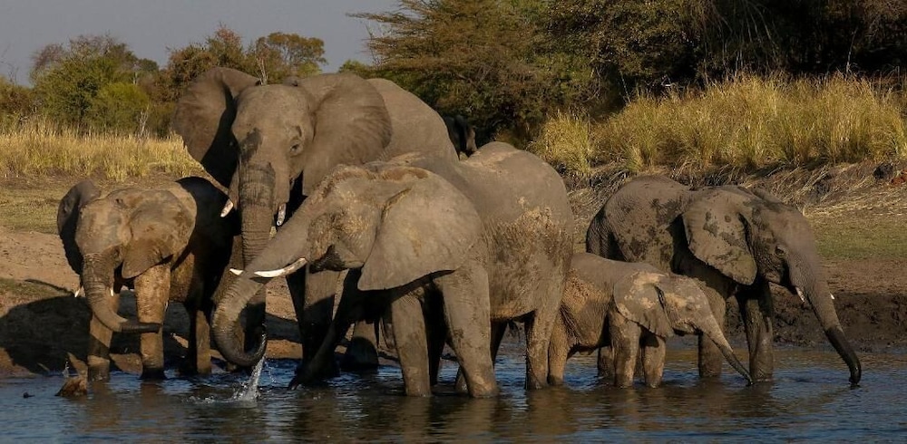 Camp Nkwazi 16/29