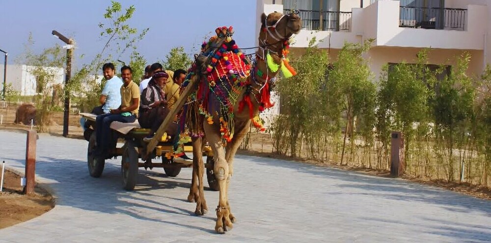 The Fern Sattva Resort, Little Rann of Kutch 51/65