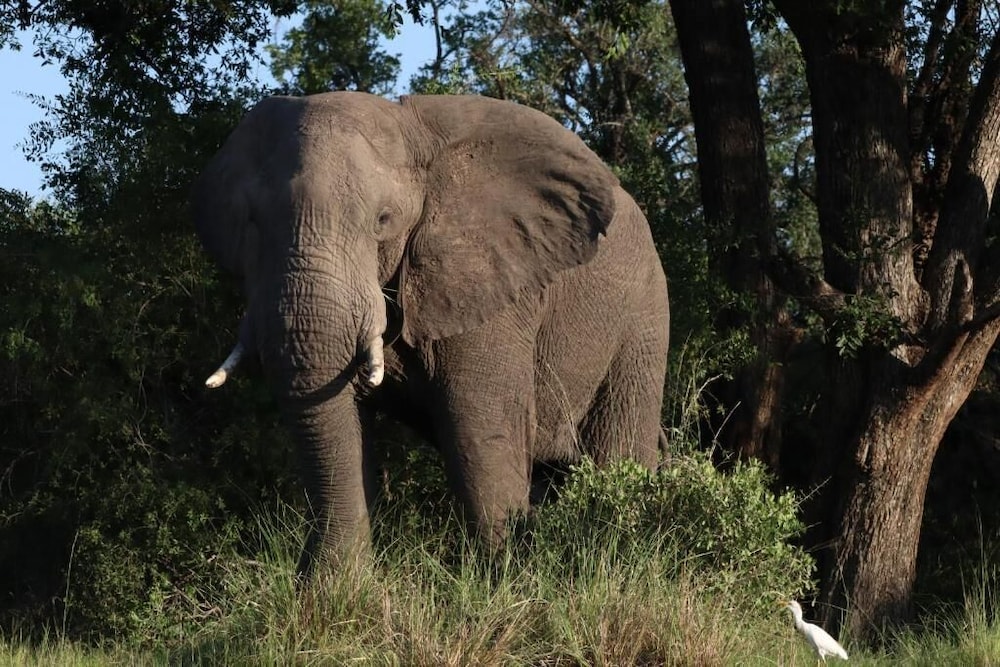 Camp Nkwazi 22/29