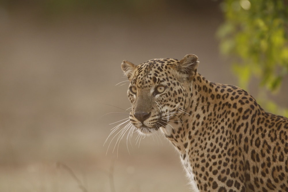 Yala Safari Camping 13/50