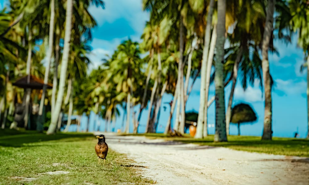 Pelangi Beach Resort and Spa 68/74