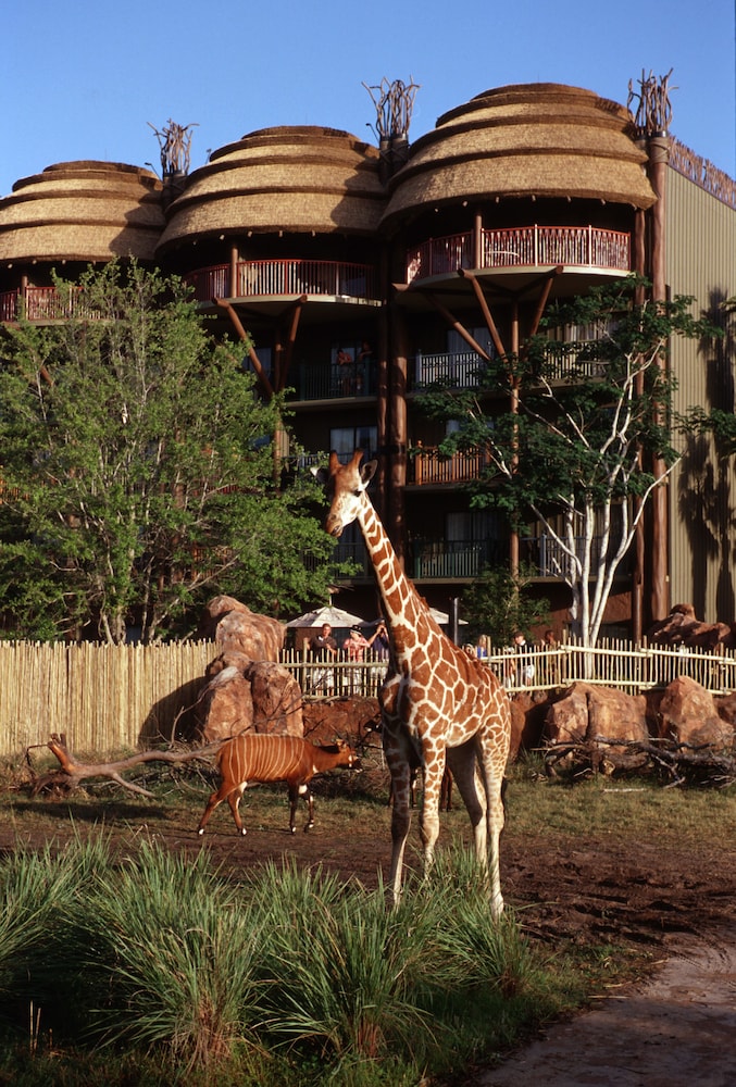 Disney Animal Kingdom Villas Jambo House 56/60
