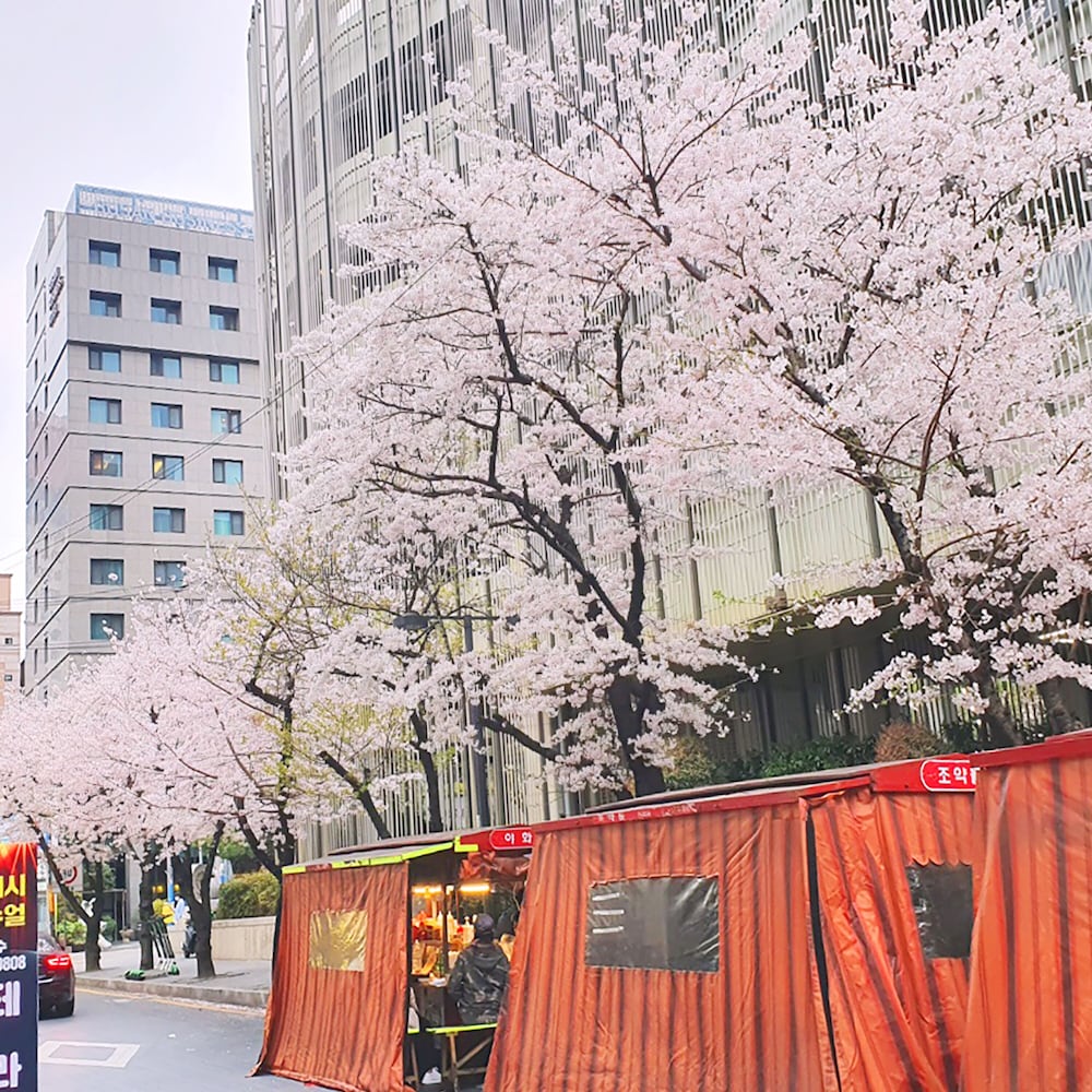 Busan Business Hotel 7/73