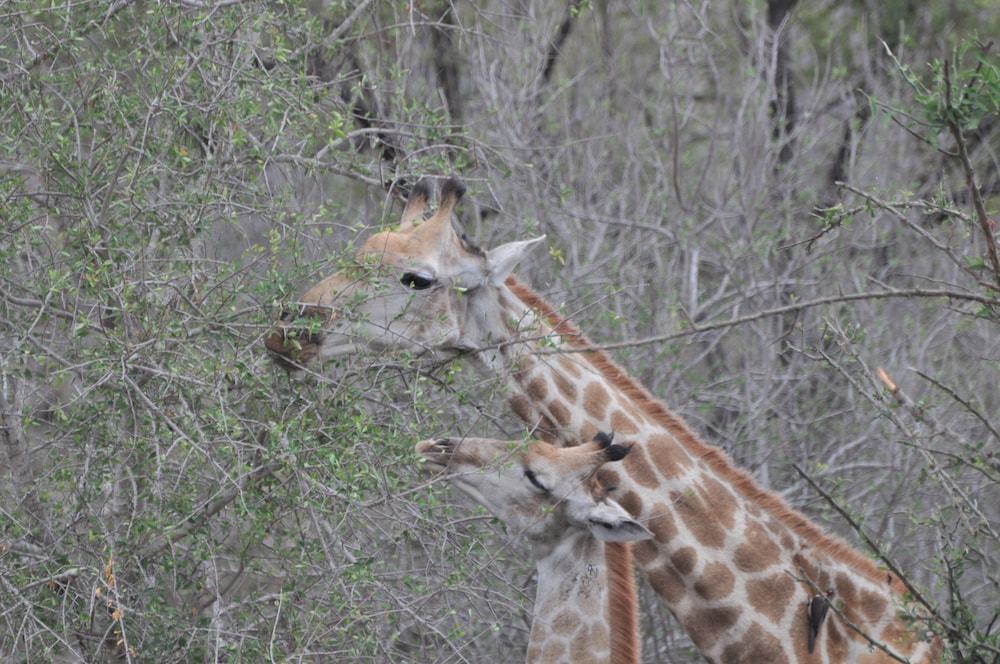 Hazyview Buffalo Game Lodge 26/29