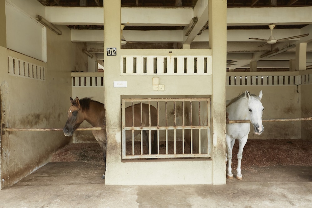 Terengganu Equestrian Resort 5/50