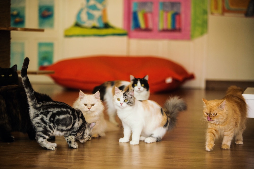 Cat Story Hotel 25/34