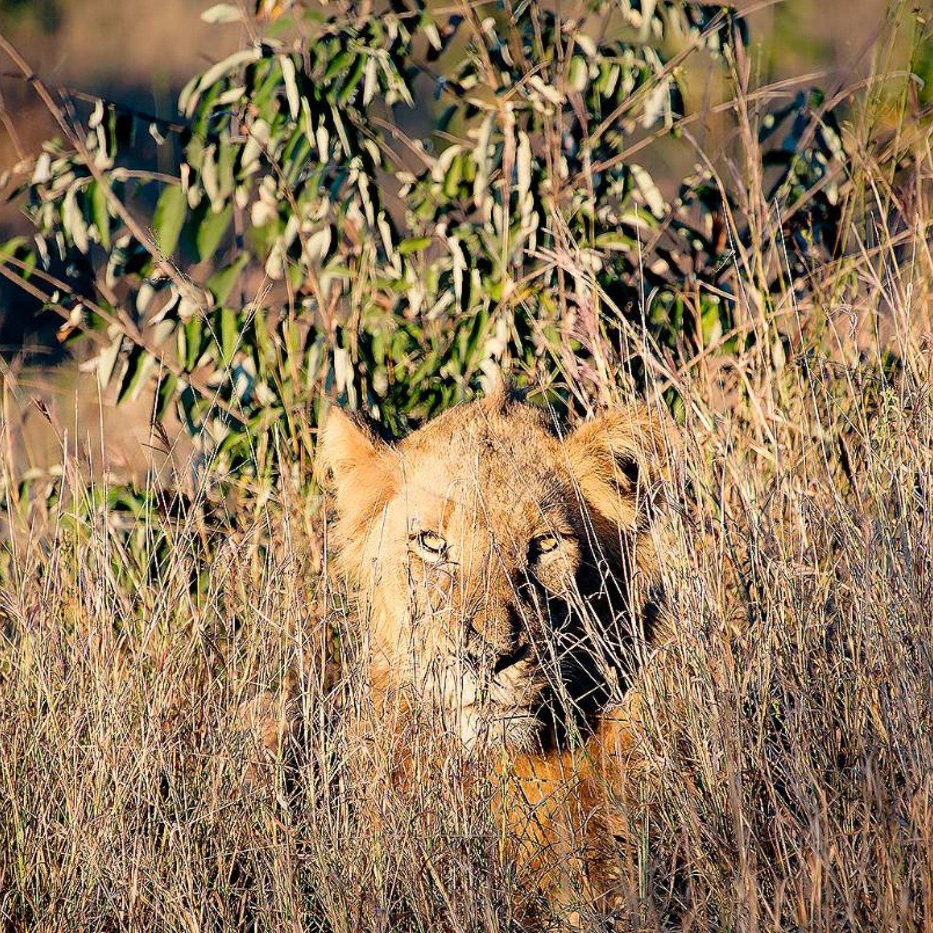 Elephant Game Lodge 53/56