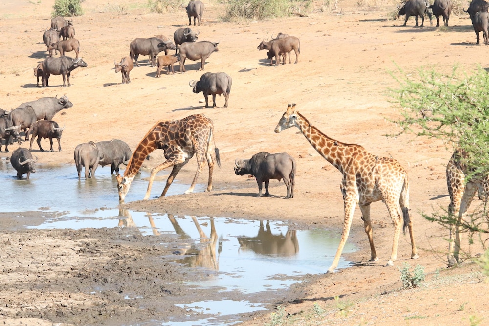 Phelwana Game Lodge 41/50