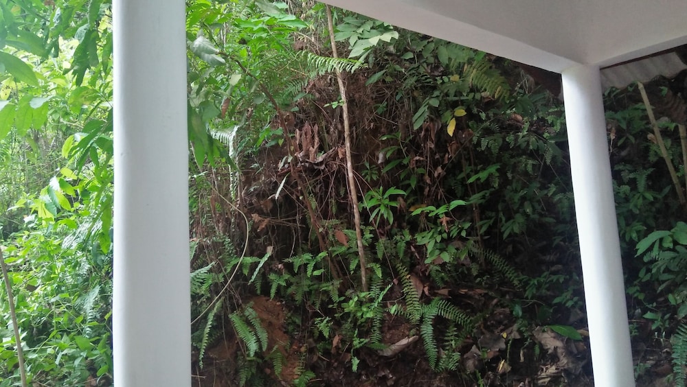 The Jungle House 45/50