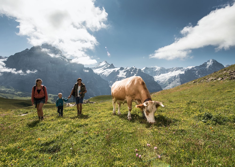 Hotel Alpenrose Wengen 31/44