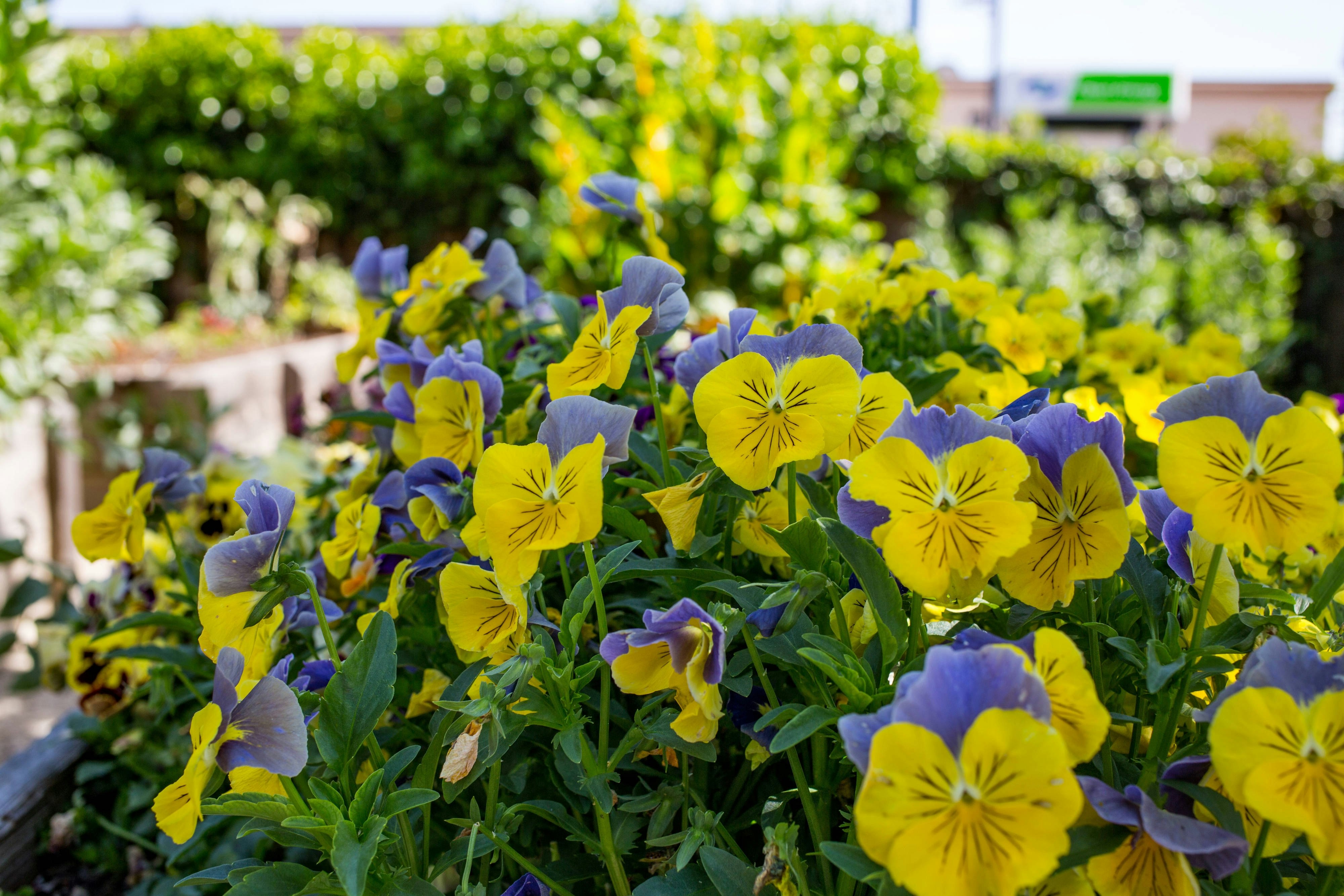 Napa Valley Marriott Hotel and Spa 23/28