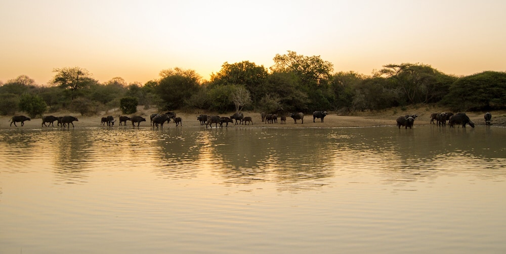 Elandela Private Game Reserve And Luxury Lodge 44/50