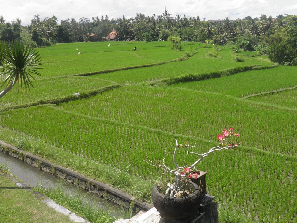 Bumi Ubud Resort 43/69