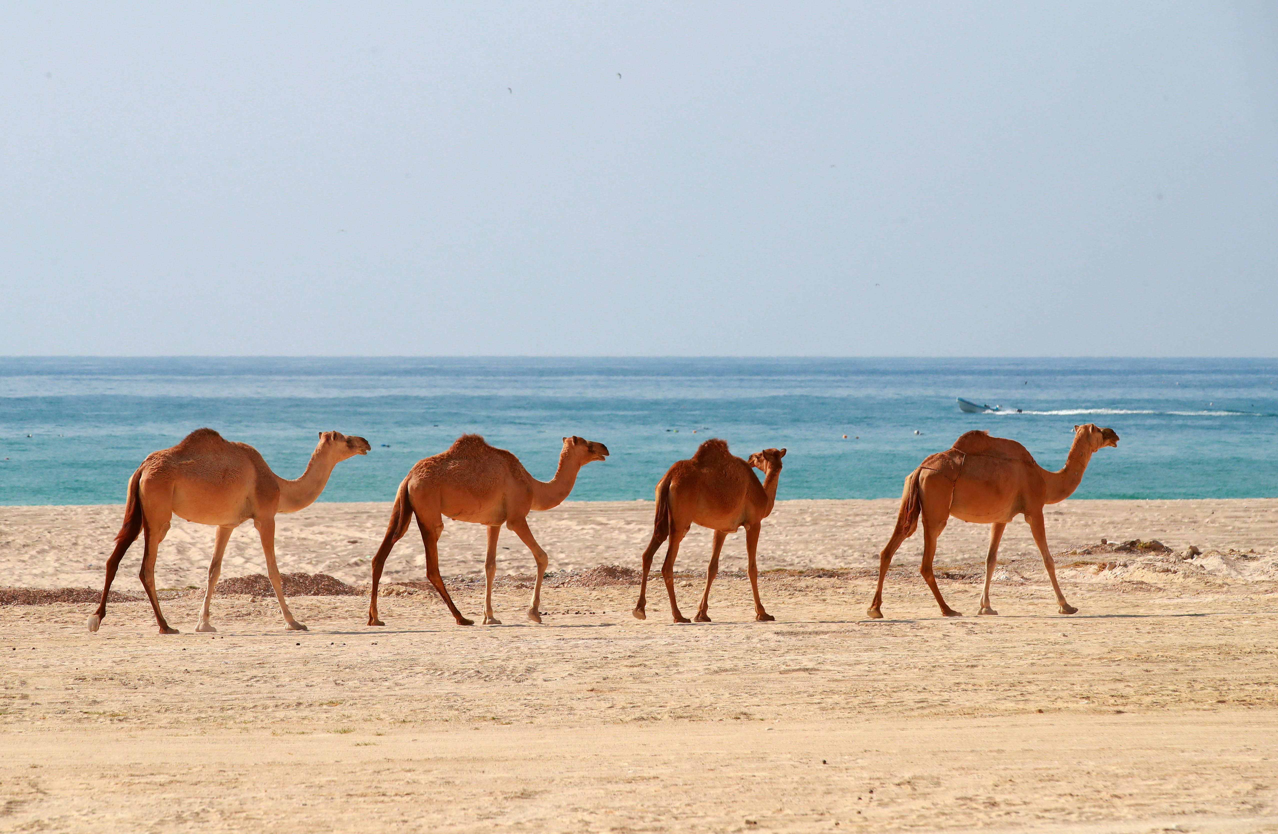 Crowne Plaza Resort Salalah 78/82