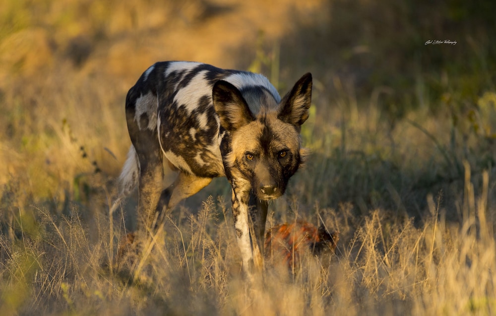 Impodimo Game Lodge 25/32