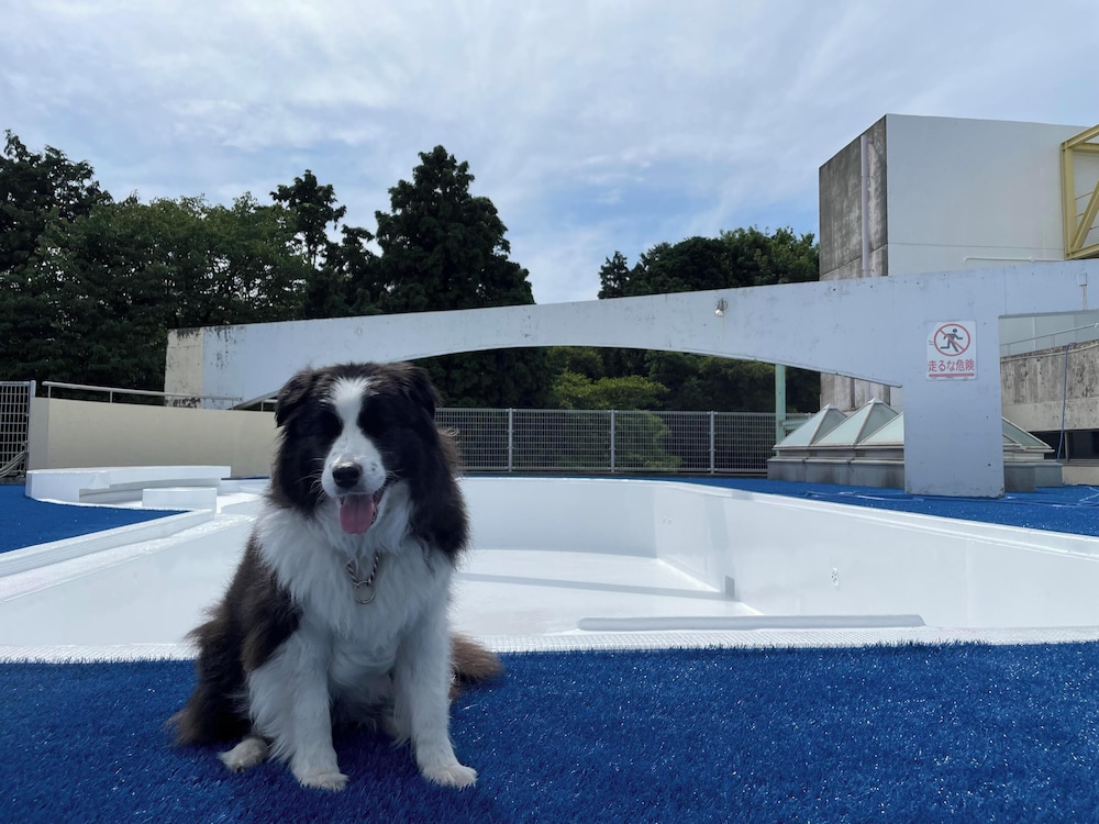 Izumigo Izukogen Dog Paradise Hotel 23/38