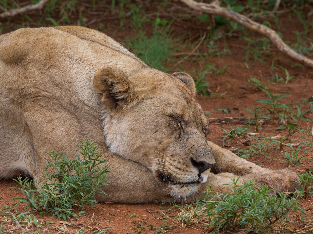 MADIKWE RIVER LODGE 37/42
