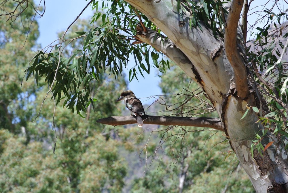 Kookaburra Motor Lodge 10/46