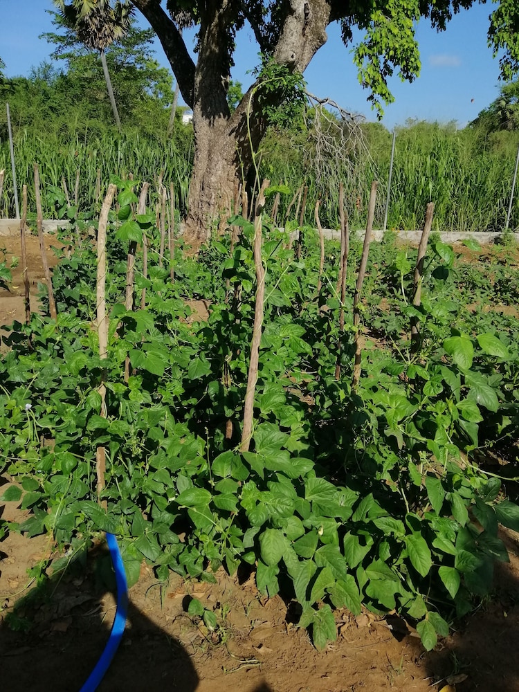 Organic Garden Sigiriya 25/50