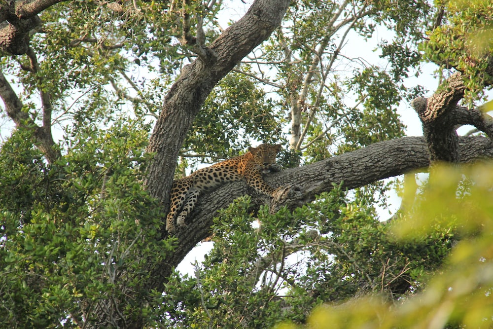Yala Safari Camping 42/50