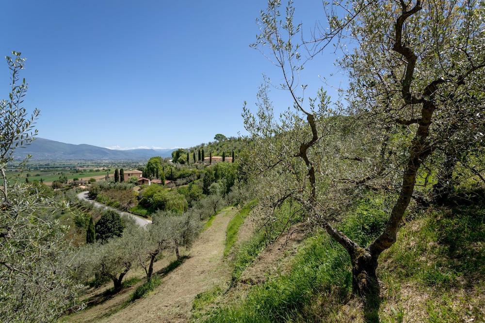 Il Poggio Degli Olivi 35/50